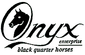 Onyx Black Quarter Horses